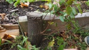 Die Linden treiben im Gemeindegarten wieder aus. Foto: Philine Schlick