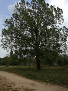 Ein Baum steht auf Brachland.