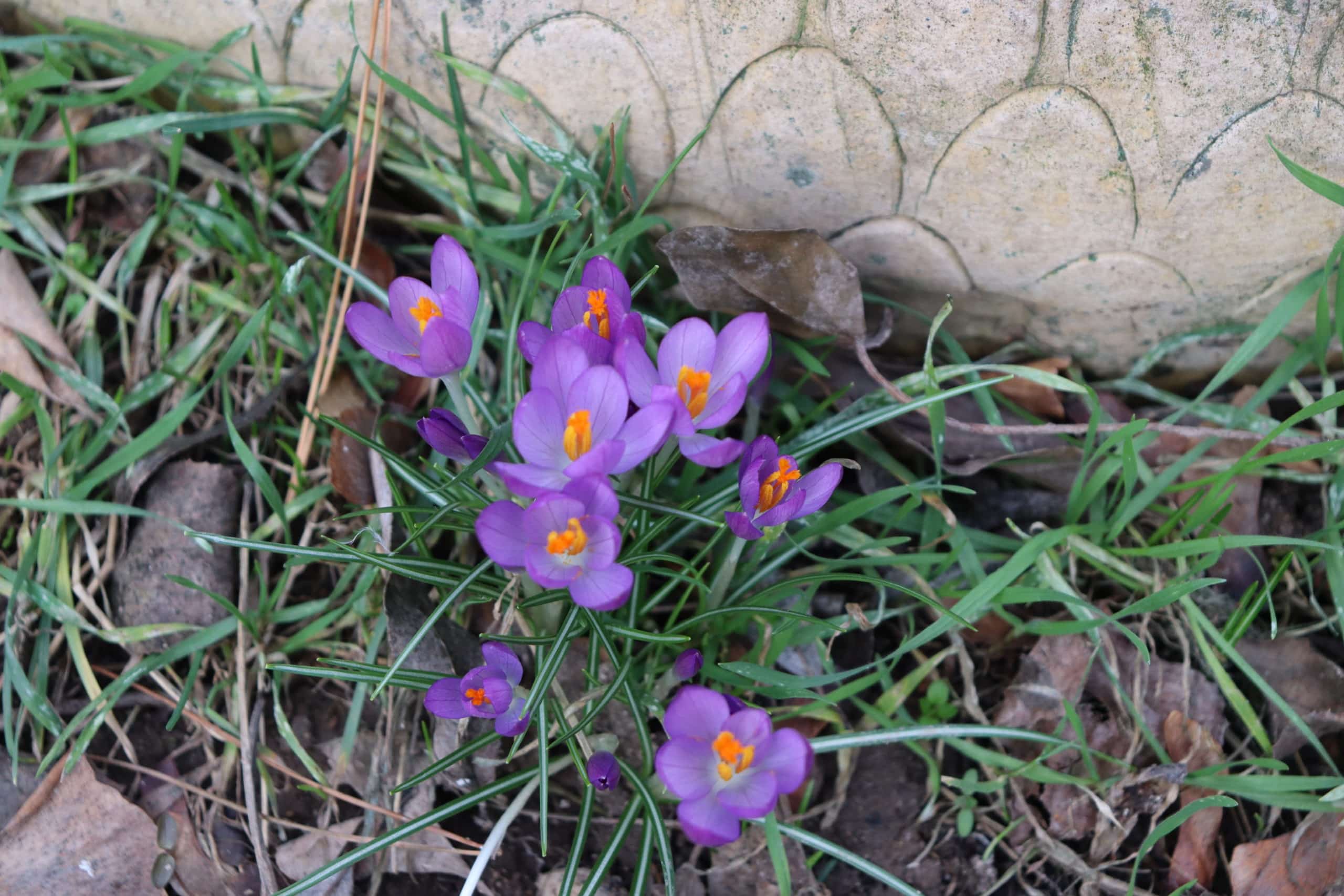 Gartenkunst und Frühlingsgeschrei