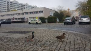 Entenpaar auf Spaziergang