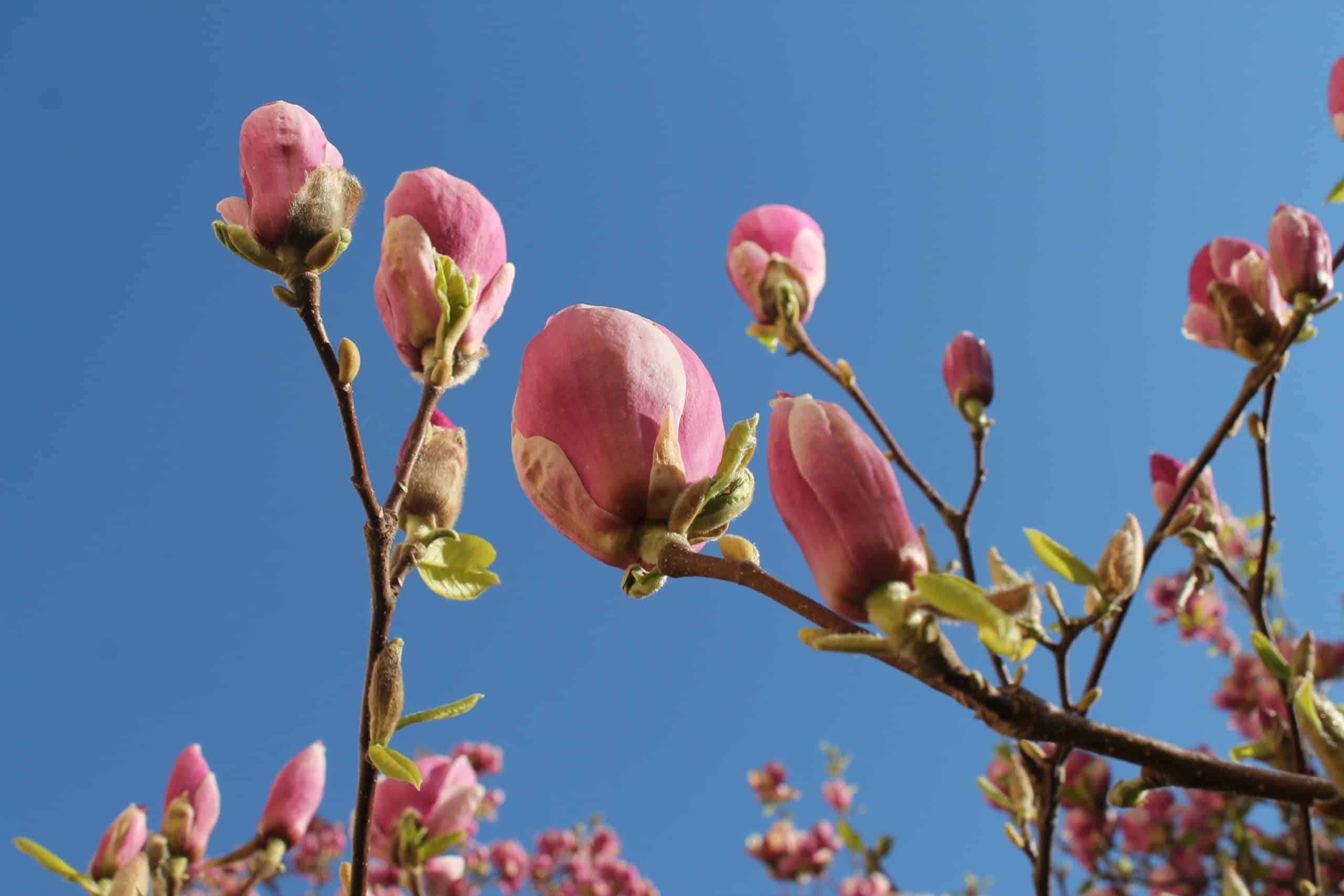 Gesundheitstag 60+ im Johannstädter Garten