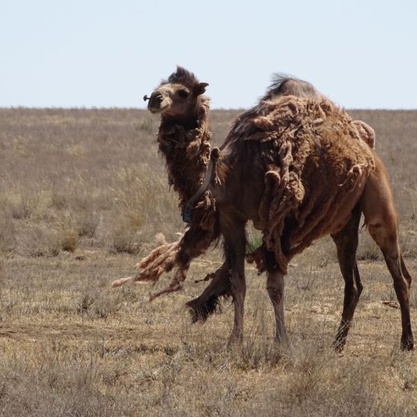 Reisevortrag: Kamele in Kasachstan