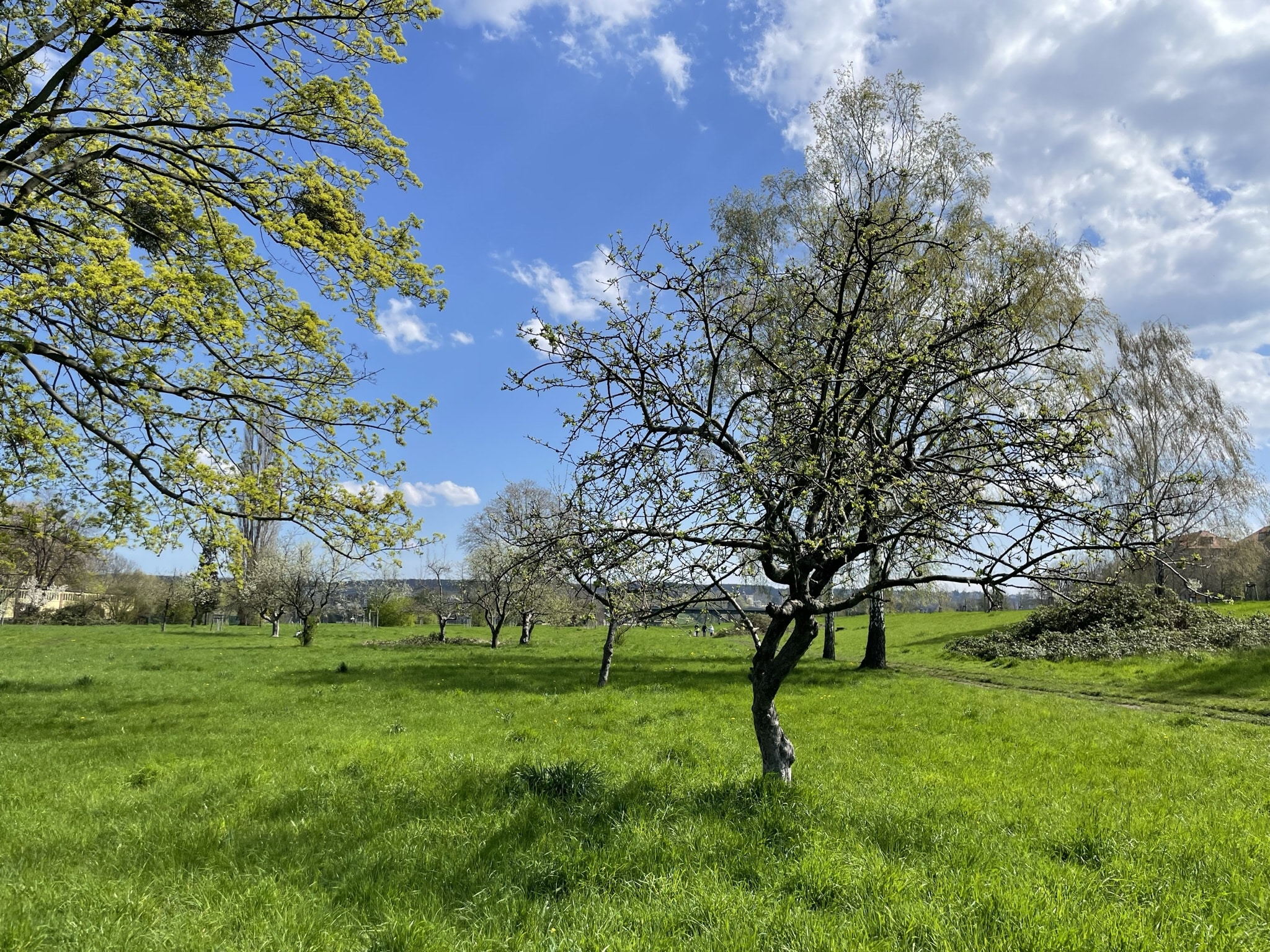 Baumspaziergang Streuobstwiese Johannstadt