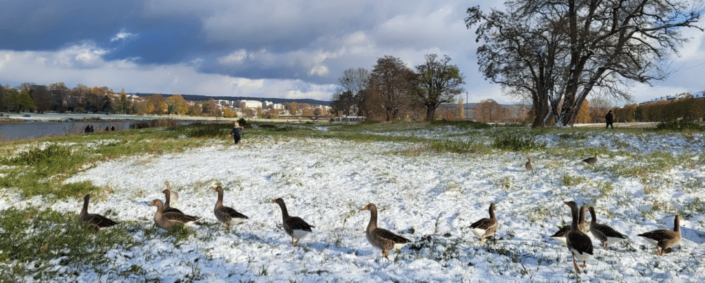 Graugänse im Schnee an der Elbe