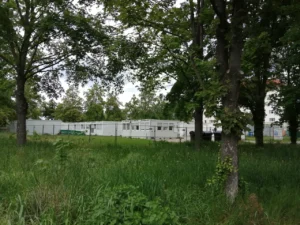 Ein Bild, das draußen, Gras, Himmel, Pflanze enthält.