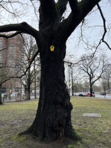 Zerr-Eiche auf dem Trinitatisplatz mit neuer Naturdenkmal-Plakette. Foto: Birk Albert 