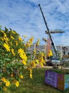 Foto zeigt gelbe Tobinamburblüten im Vordergrund und die Baustelle für das neue Stadtteilhaus mit Kränen im Hintergrund