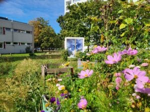 Bönischgarten im Spätsommer 2023, Blumen im Vordergrund, im Hintergrund Utopie-Kiosk