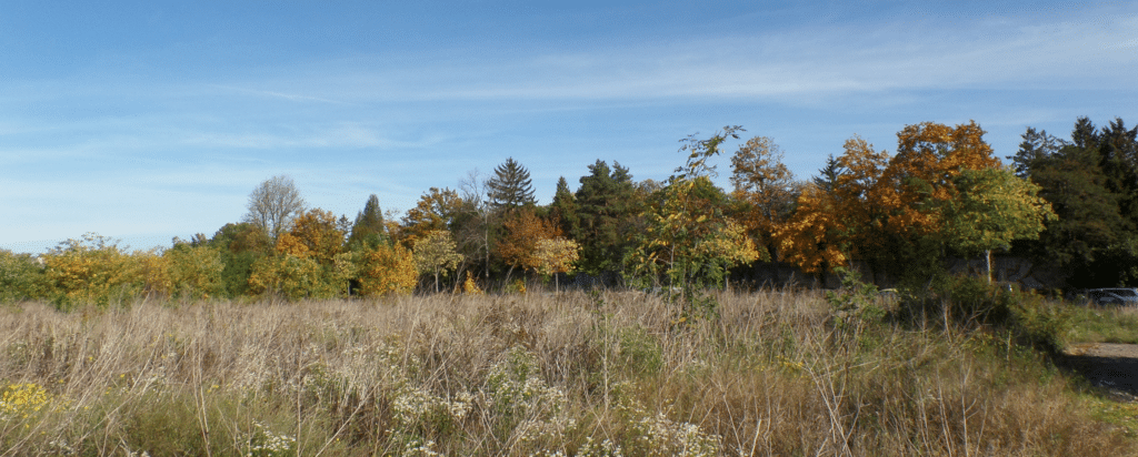 Sonniger Herbsttag mit blauem Himmel, kniehohes Gras und Bäume mit herbstlich gefärbten Blättern im Hintergrund.