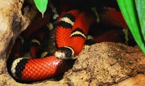 Foto der Schlange rote Königsnatter