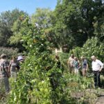Frühstückstreff: Gemeinsam in die Rente im Gemeinschaftsgarten Johannstadt