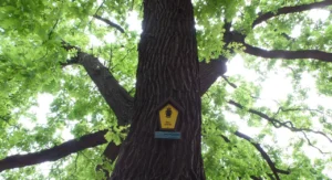 Baumstamm mit einem Schild, dass ein Symbol von einer Eule zeigt, mit Text: Naturdenkmal.