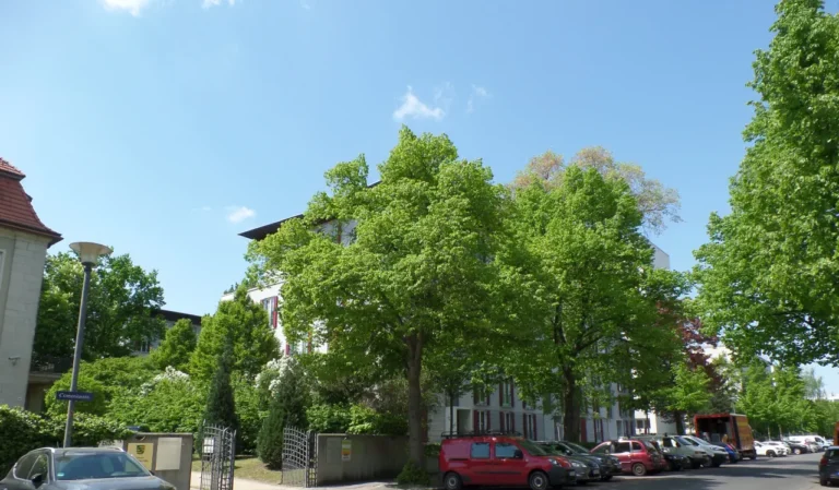 Bäume an eine Straße, davor parken Autos.