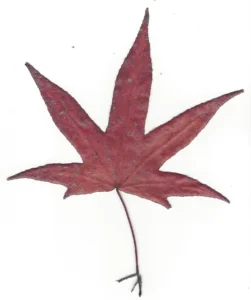 Laubblatt vom Amberbaum