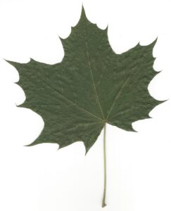 Laubblatt vom Berg-Ahorn