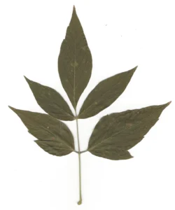 Laubblatt vom Eschen-Ahorn