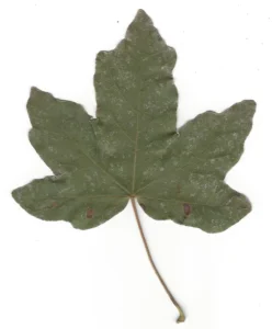 Laubblatt vom Feld-Ahorn