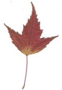 Laubblatt vom Feuer-Ahorn, herbstliche Färbung