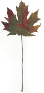 Laubblatt vom Oregon-Blut-Ahorn, Zuchtform des Spitz-Ahorn