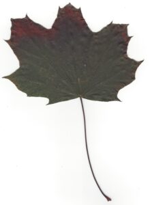 Laubblatt vom schwarzblättrigem Spitz-Ahorn