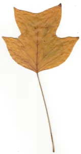 Laubblatt vom Tulpenbaum