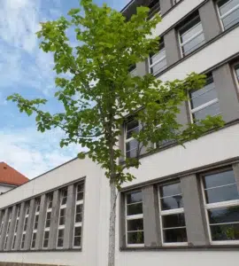 Kleiner Baum vor einem Gebäude mit vielen Fenstern.
