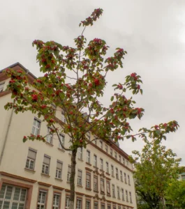 Ein kleiner Baum mit roten Früchten.