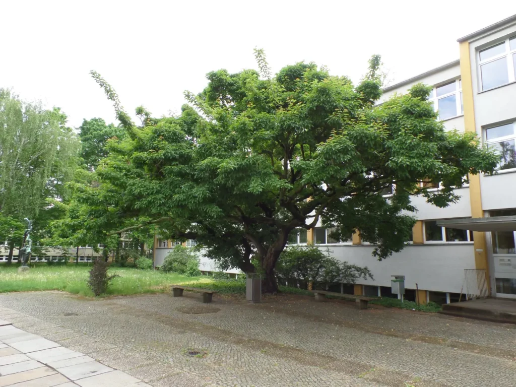 Ein kräftiger Baum mit kurzem Stamm und großer Krone steht vor einem Schulgebäude.