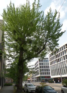 Ein Baum steht an einer Straße, davor stehen Autos.