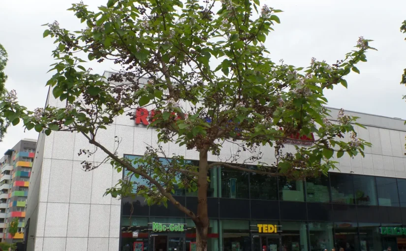 Ein kleiner Baum steht vor einem Gebäude.