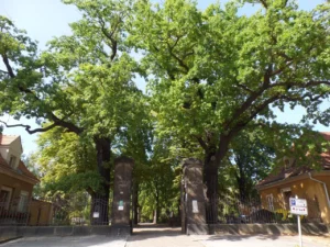 Eingangsbereich vom Friedhof mit großen Bäumen links und rechts vom Tor.
