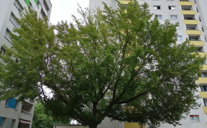 Ein großer Baum steht an einem Durchgang zwischen zwei hohen Wohngebäuden.