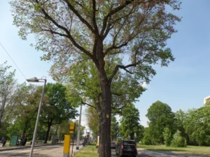Bäume stehen auf einem Grünstreifen an einer Straße.