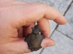 Eine kleine Fledermaus sitzt auf einer menschlichen Hand.