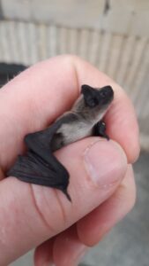 Eine kleine Fledermaus in einer menschlichen Hand.