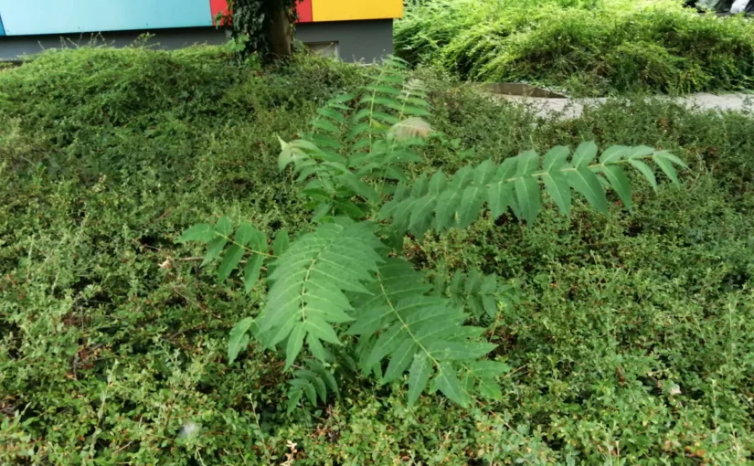 Bodendeckerpflanzen vor einem Haus. Dazwischen ein kleiner, wild gewachsener Baum.