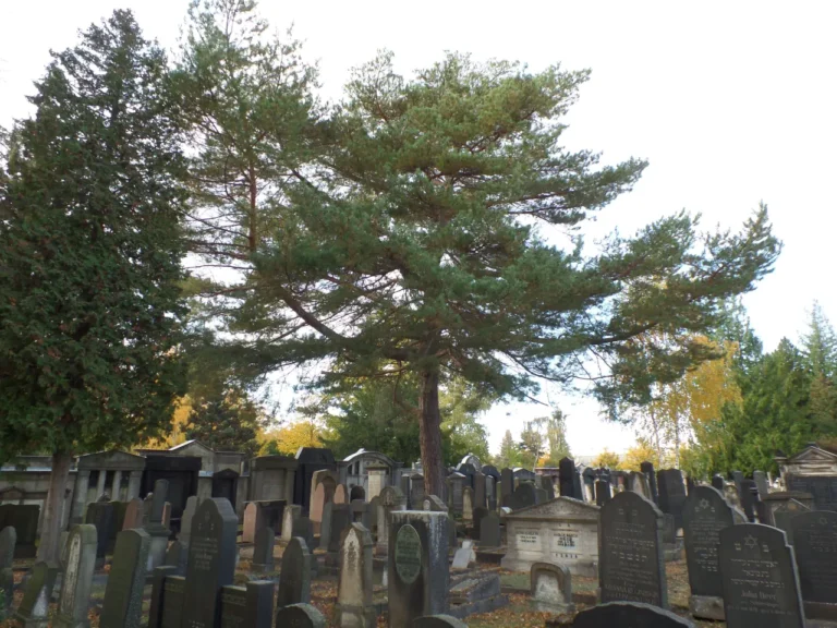 Gräber und Bäume auf einem Friedhof.