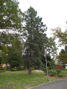 Ein kleiner Park mit Bäumen, Sträuchern und Grünflächen im Krankenhausgelände.