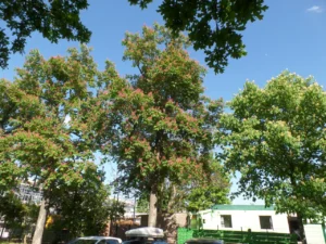 Bäume mit roten Blüten stehen am Straßenrand vor einem flachen Gebäude.