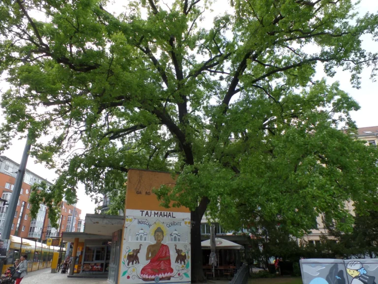 Ein großer Baum steht auf einem Platz. Der Baum wird von mehreren kleinen Kiosken umrahmt.