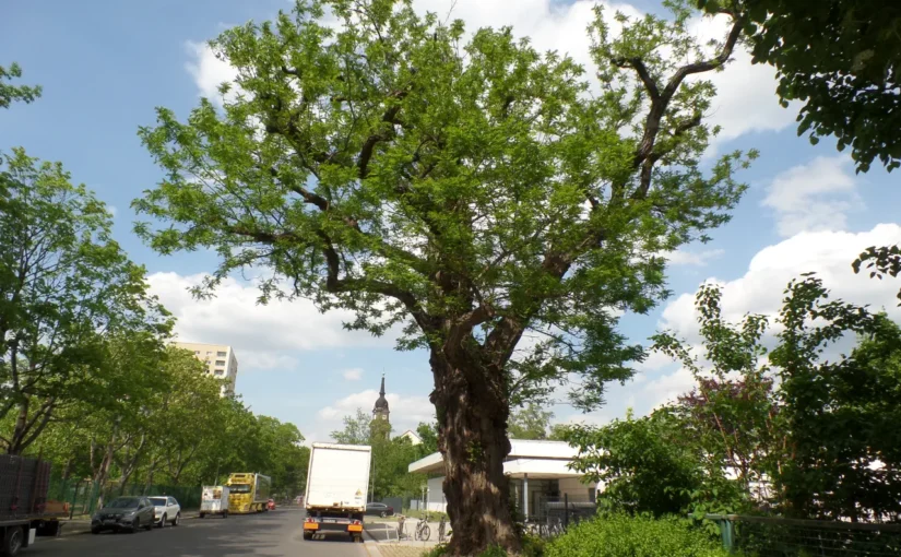 Ein alter, verwachsener Baum steht am Straßenrand. Der Himmel ist blau mit einigen Wolken.