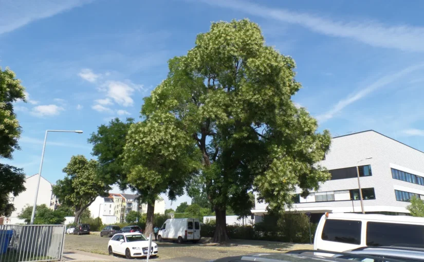 Ein Bild, das draußen, Himmel, Baum, Straße, Fahrzeug enthält.