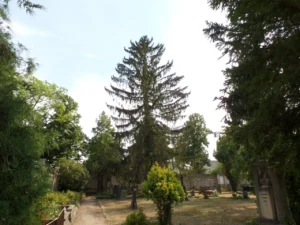 Gräber, Bäume und Sträucher auf dem Friedhof.