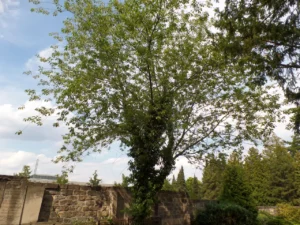 Ein Baum steht an der Friedhofsmauer.