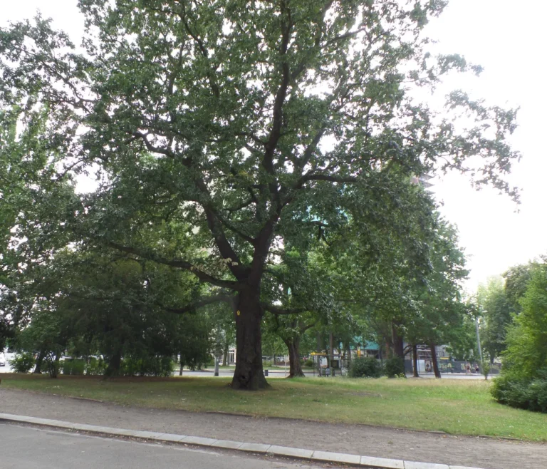 Großer Baum steht auf einer Grünfläche.